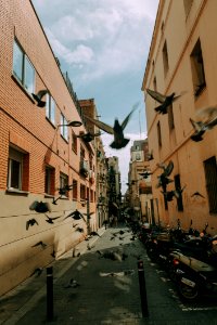 Flock Of Pigeon