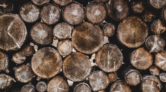 Bunch Of Wood Stumps photo