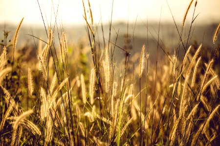 Brown Field