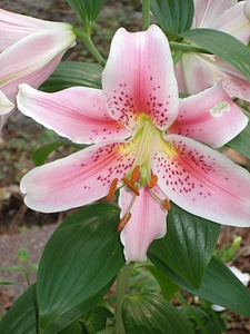 Plant pink petal photo