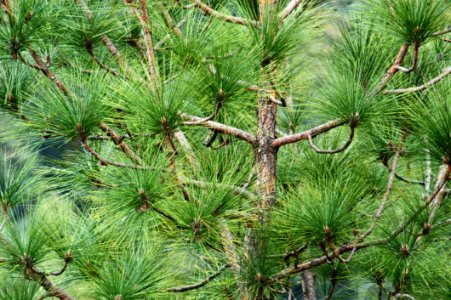 Tree With Green Leaves photo