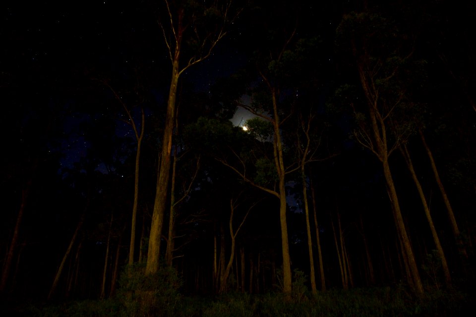 Green Leaves Forest Trees During Nighttime