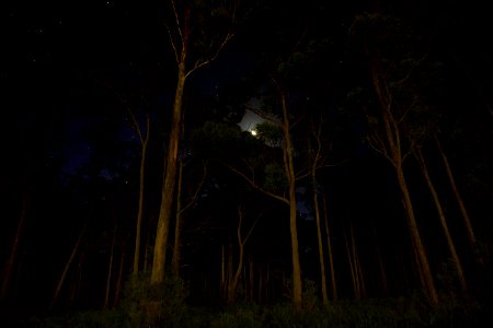 Green Leaves Forest Trees During Nighttime