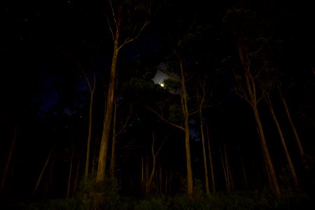 Green Leaves Forest Trees During Nighttime photo