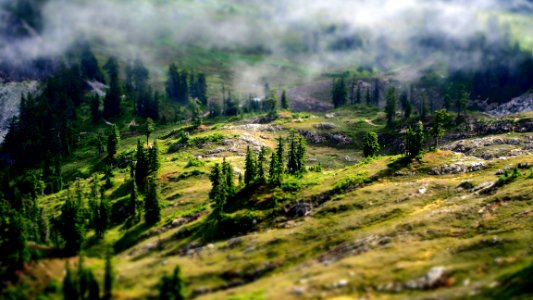 Aerial Photography Of Green Forest photo