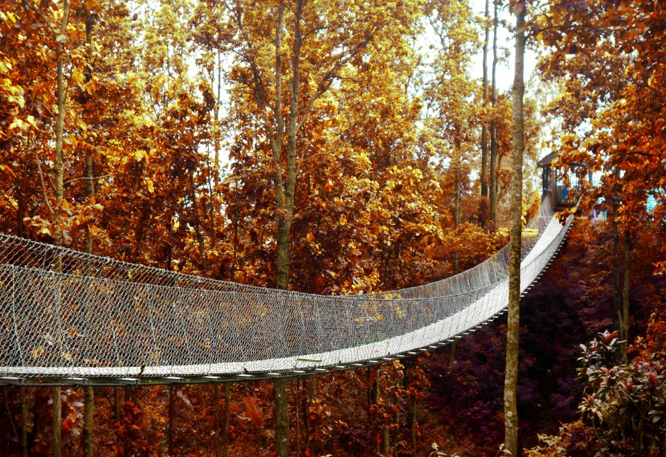 Bridge Going To Forest