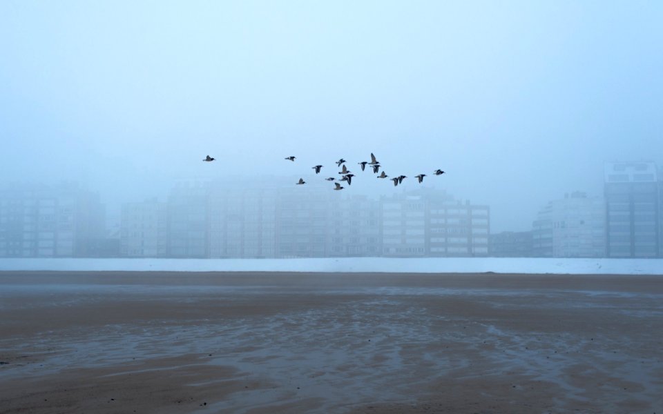 Beach Bird Birds