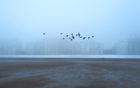 Beach Bird Birds
