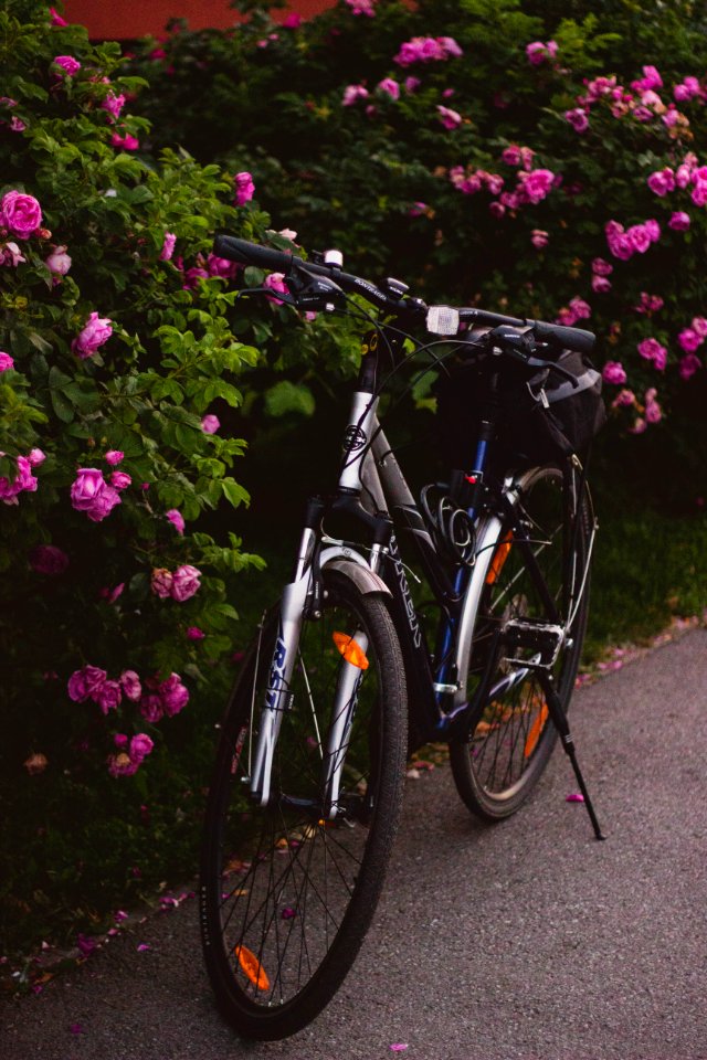 Bicycle Bike Bloom