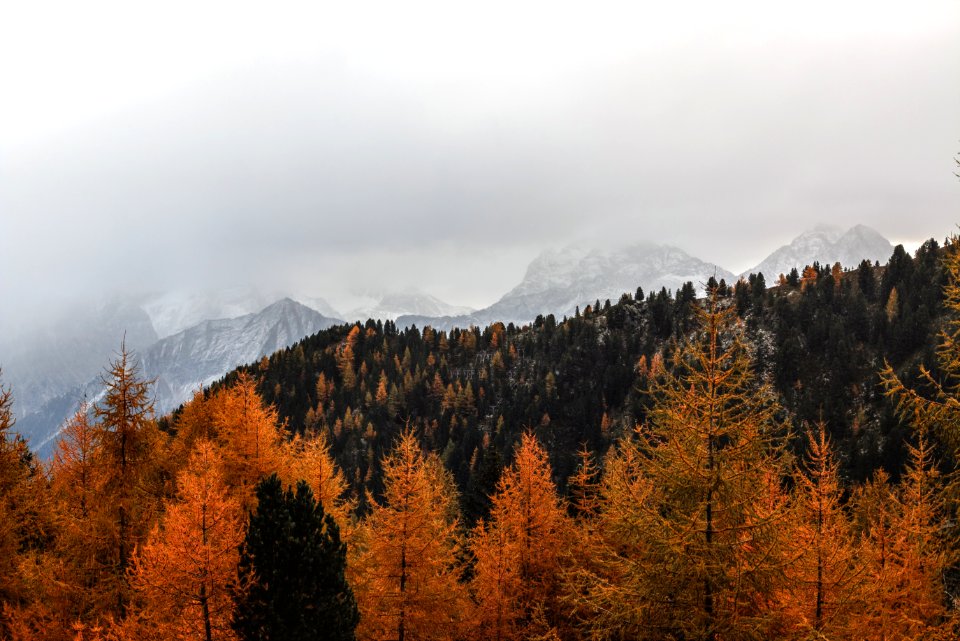 Landscape Photography Of Brown Pine Trees