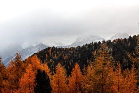 Landscape Photography Of Brown Pine Trees photo