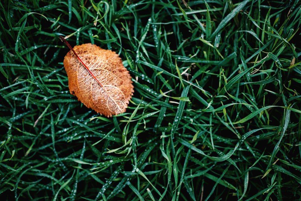 High Angle Photography Of Brown Leaf On Grass