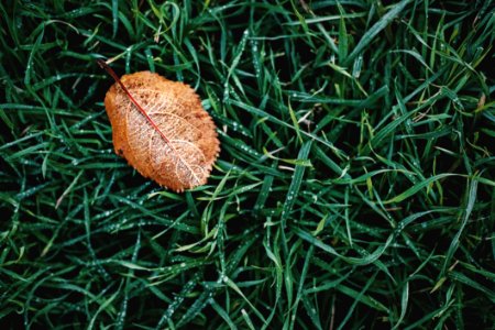 High Angle Photography Of Brown Leaf On Grass photo
