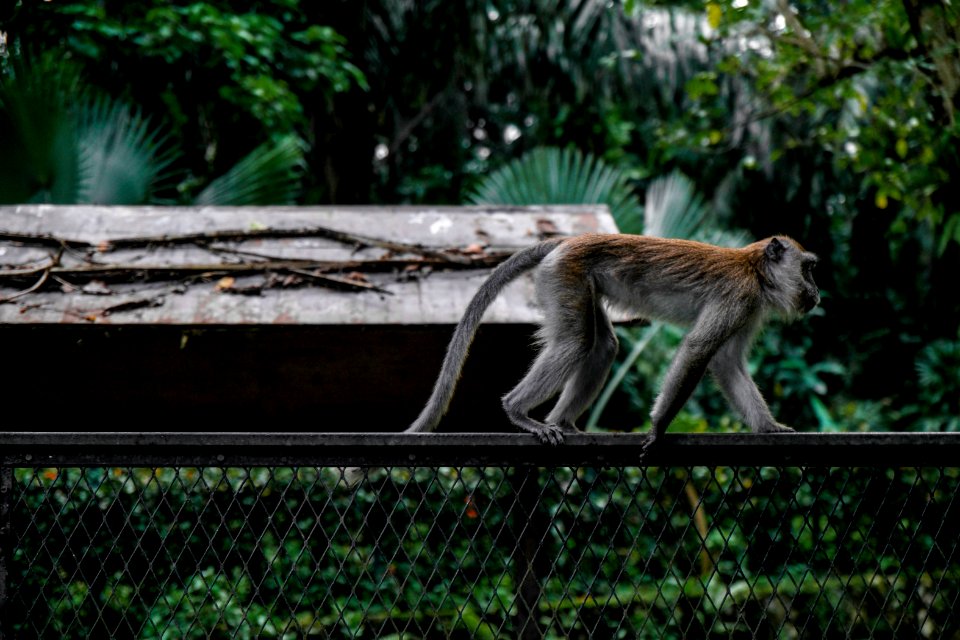 Animal Fence Macaque
