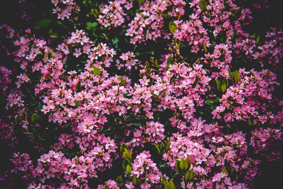 Pink Flower Field
