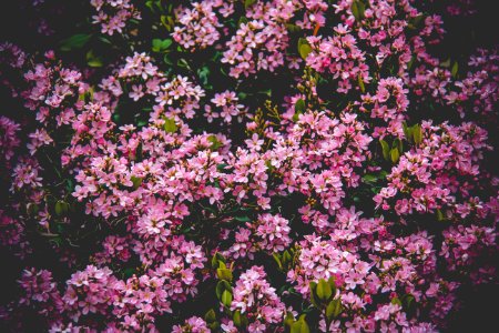 Pink Flower Field