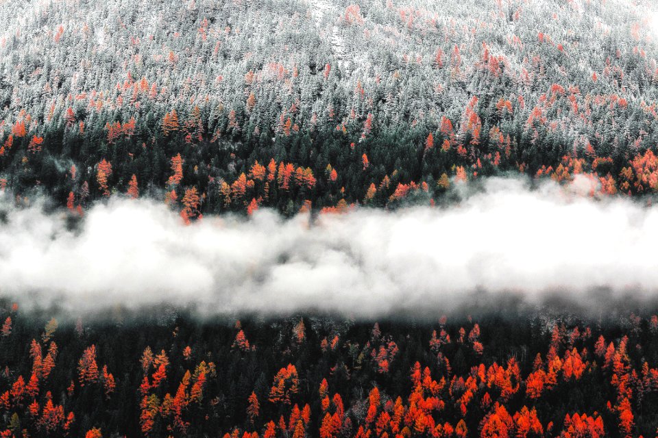 Photo Of Orange Trees
