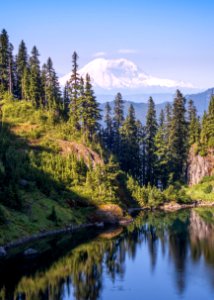 Conifer Daylight Evergreen photo