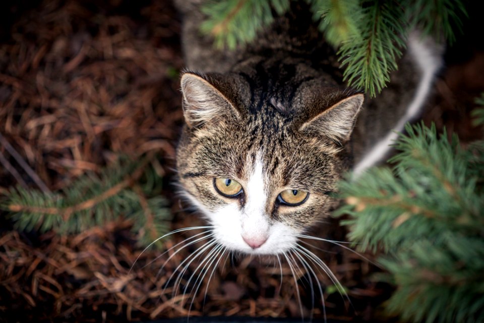 Selective Focus Photo Of Gray And White Tabby Cat