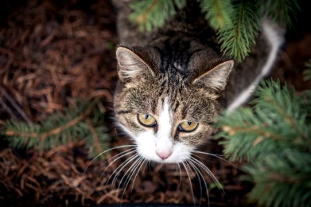 Selective Focus Photo Of Gray And White Tabby Cat photo