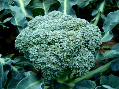 Plant Subshrub Leaf Vegetable Shrub