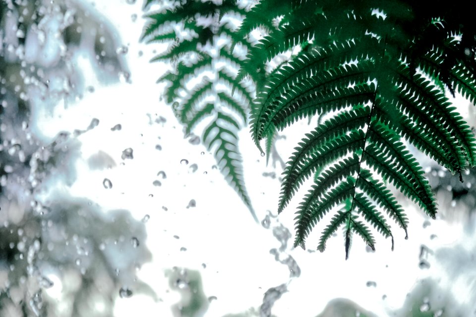 Bright Close-up Drop
