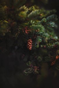 Blur Branches Close-up