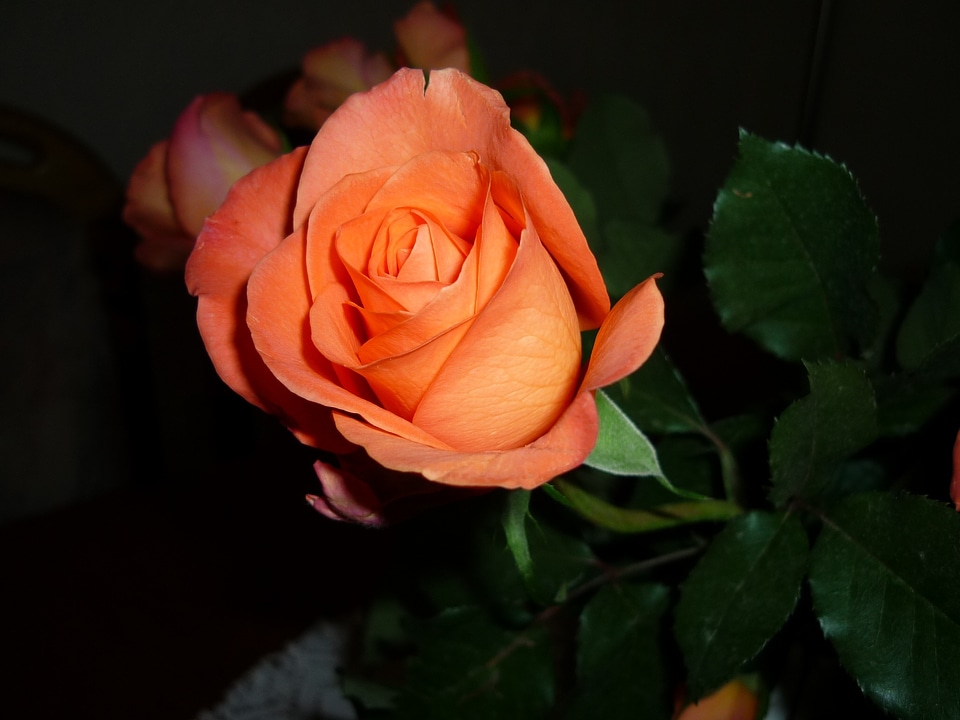 Blossom bloom rose bloom