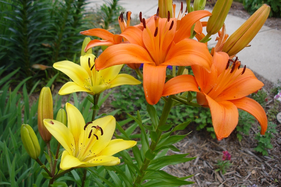 Wildflowers plants natural