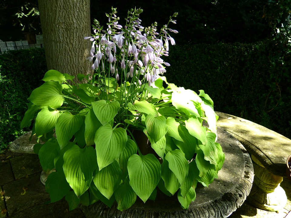 Light shadow plantain lily