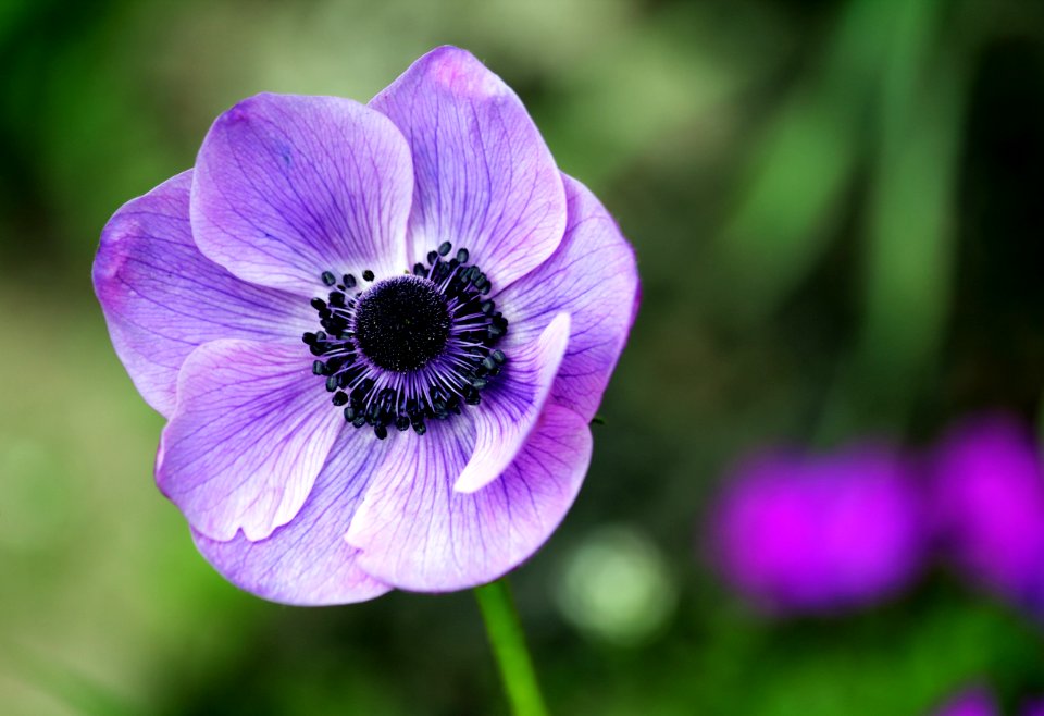Beautiful Bloom Blooming Blossom