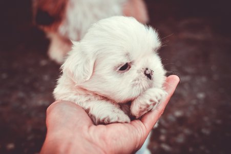 Adorable Animal Blur Canine photo