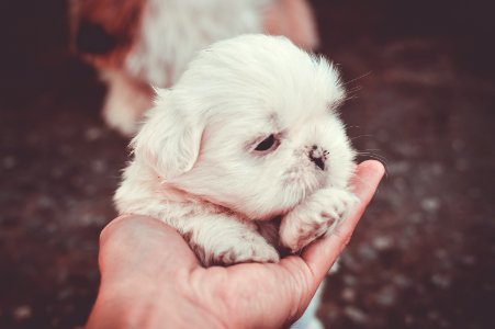Adorable Animal Blur Canine