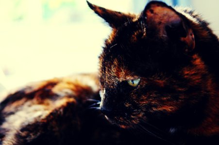 Adorable Animal Blur Cat photo