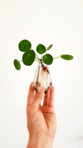 Pilea Oh My Pilea