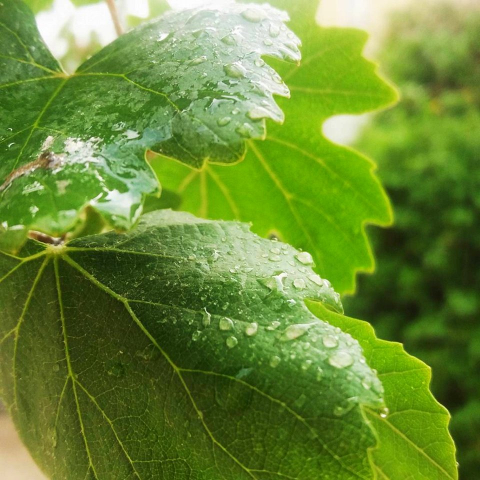 Leaf