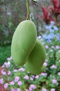 Tropical green gardening