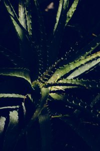 Blur Botanical Cactus Close-up photo