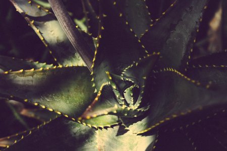 Blur Botanical Cactus Close-up