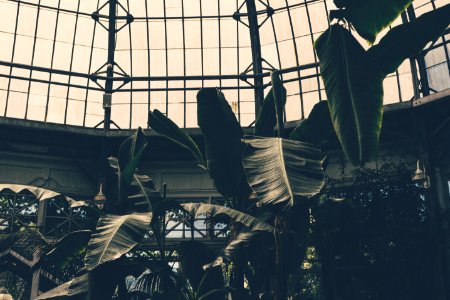 Architecture Banana Leaves