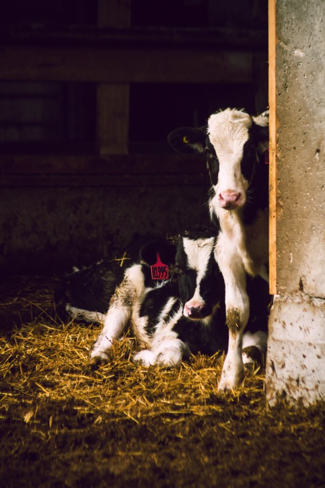 Two White-and-black Cows Inside Shed