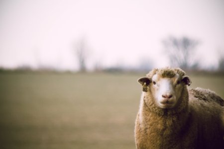 Shallow Focus Photography Of Sheep photo
