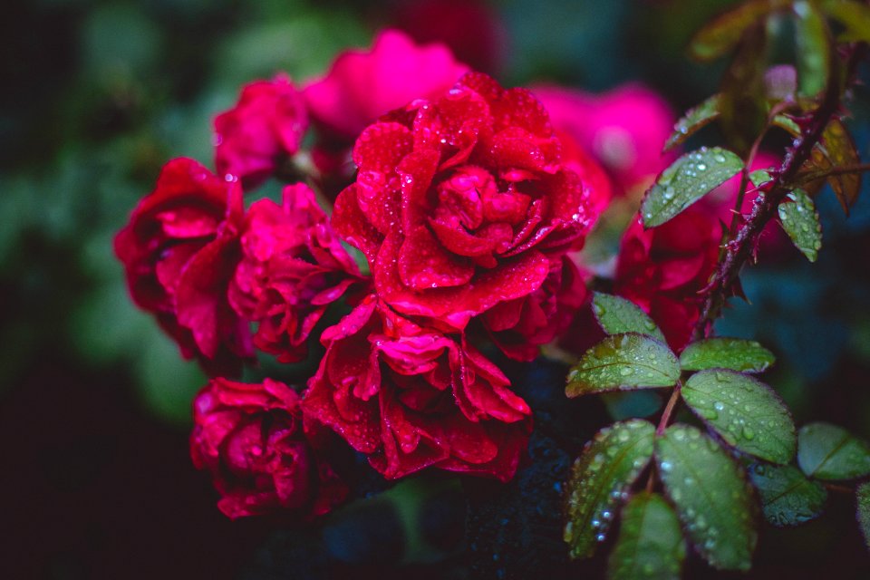 Photography Of Red Roses photo