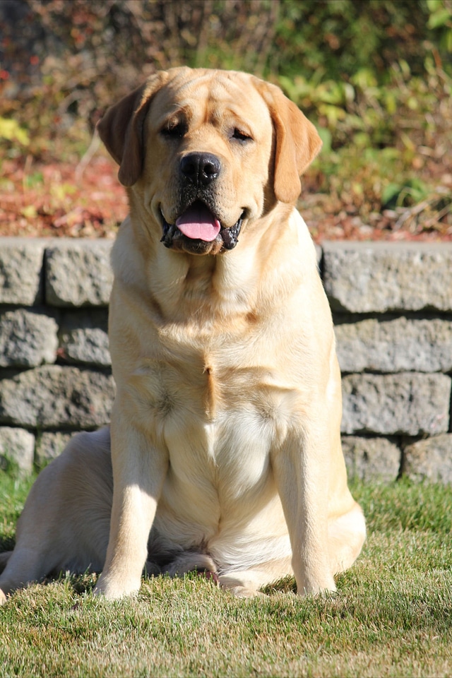 Labrador canine dog