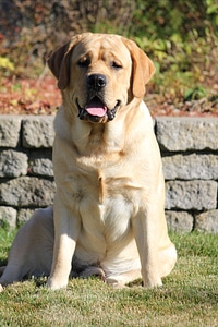 Labrador canine dog photo