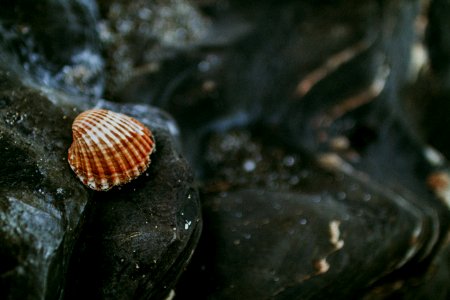 Shallow Focus Of White And Brown Shell photo