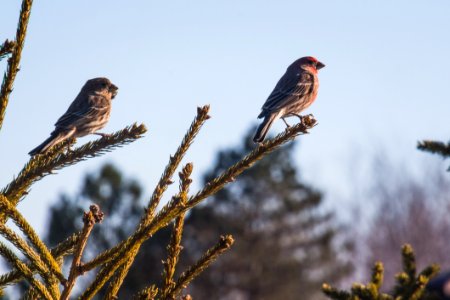 Two Sparrows On Branch Close-up Photography photo