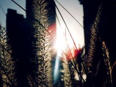 Green Leaf Plant Close Up Photo photo