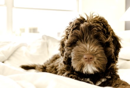 Brown And White Portuguese Water Dog Puppy photo