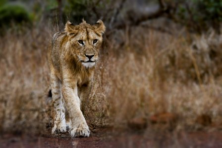 Photography Of Young Lion photo